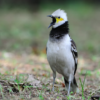 Jalak Hongkong - Black-collared Starling (Gracupica nigricollis) 2